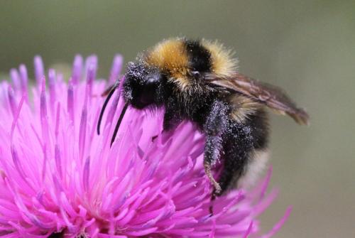 Bombus barbutellus